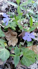 Vinca minor