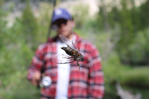 iNaturalist observation photo of Okanagana