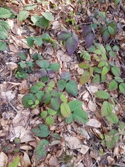 Rubus hirtus
