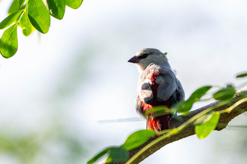 Estrilda caerulescens, 2026-05-24
