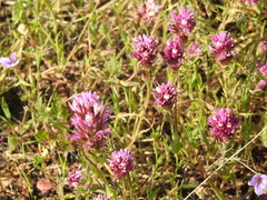 Castilleja densiflora densiflora
