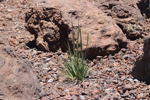Trisetum glomeratum observed 2026-06-30