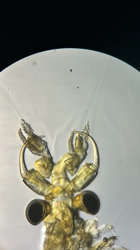 Dendrocephalus proeliator