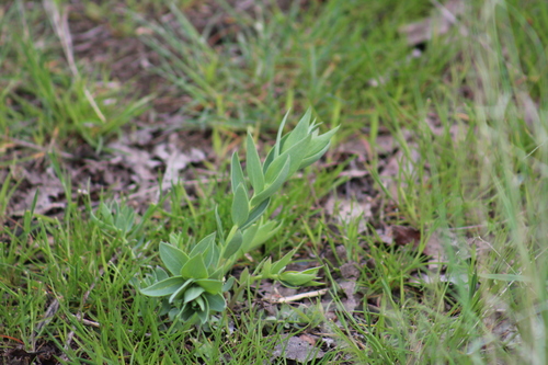 Image of Linaria grandiflora by (c) Gabbie Byers, some rights reserved (CC BY)