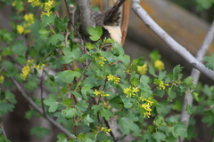 Ribes aureum