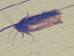 Eucosma ochroterminana