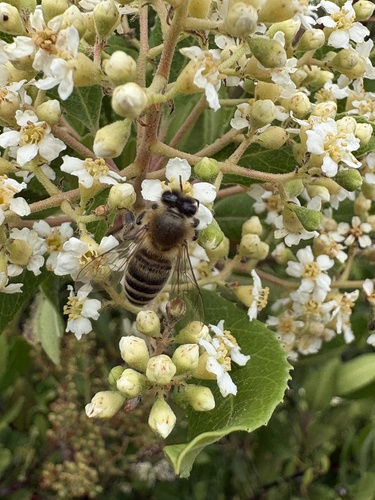 Western Honey Bee seen in Sonoma Valley
