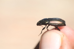 Notiobia cupripennis