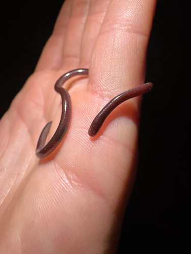 Indotyphlops braminus observed 2026-07-10