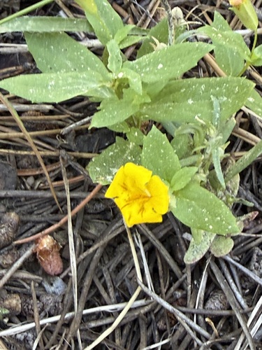iNaturalist observation photo of musk monkeyflower