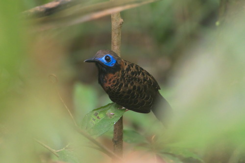 Ocellated Antbird (Phaenostictus mcleannani), photo 5