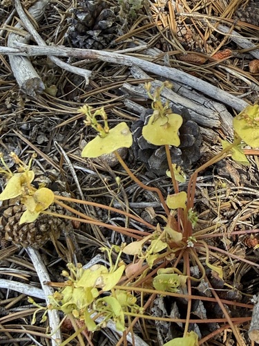 iNaturalist observation photo of Redstem Springbeauty