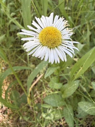 iNaturalist observation photo of Coulter's fleabane