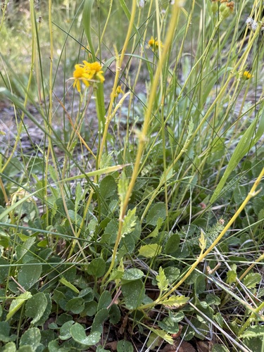 iNaturalist observation photo of Rocky Mountain groundsel