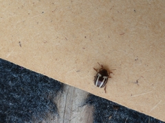 Calligrapha californica