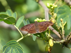 Anastrus sempiternus