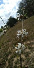 Angiospermae
