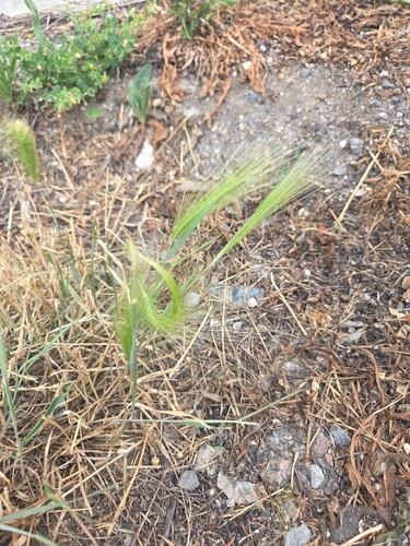 Foxtail Barley