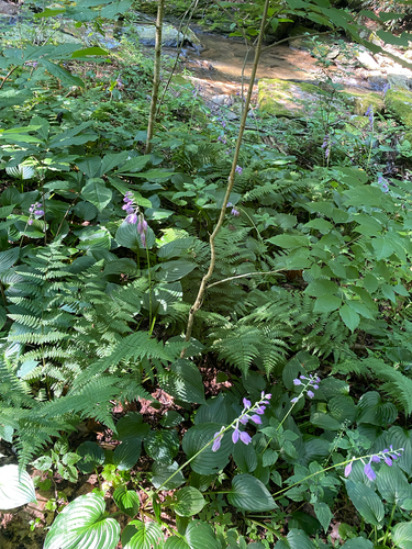 Hosta ventricosa