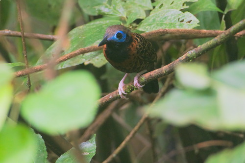 Ocellated Antbird (Phaenostictus mcleannani), photo 6