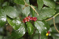 author not stated, no rights reserved Psychotria nuda, photograph author not stated, no rights reserved