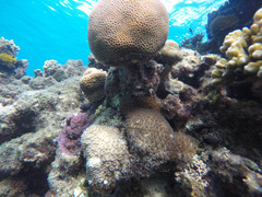 Pomacentrus sulfureus