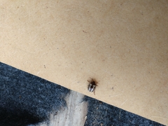 Calligrapha californica