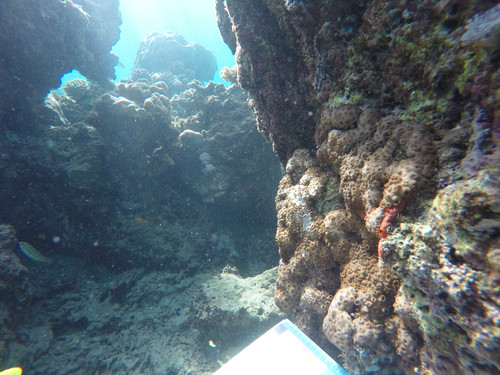 Thalassoma rueppellii