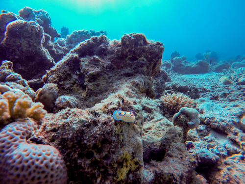 Goniobranchus annulatus