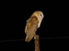 Tyto alba poensis
