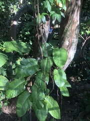 Epipremnum aureum