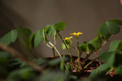 Oxalis
