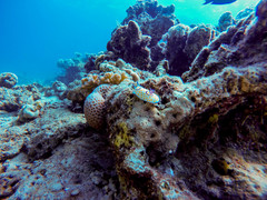 Goniobranchus annulatus