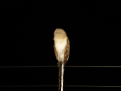 Tyto alba poensis