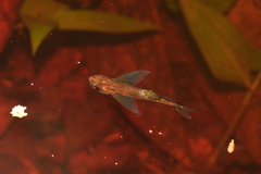 Marbled Hatchetfish photo 4