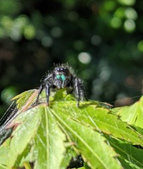 Phidippus