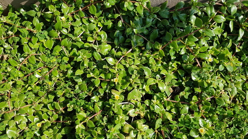 Delosperma tradescantioides (Delosperma tradescantioides)