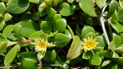Delosperma tradescantioides