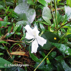Bauhinia variegata candida