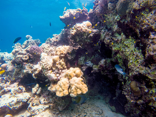 Amblyglyphidodon indicus