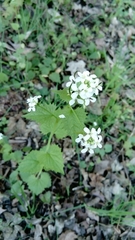 Alliaria petiolata