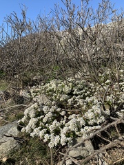 Cochlearia danica