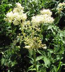 Filipendula stepposa