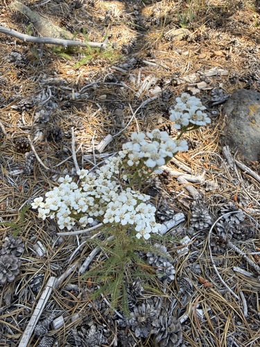 iNaturalist observation photo of common yarrow