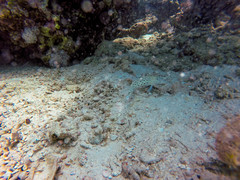 Parapercis hexophtalma