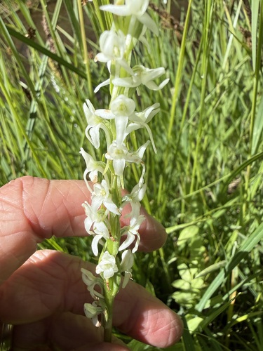 iNaturalist observation photo of Sierra Bog Orchid