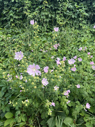Eastern Tree-mallow