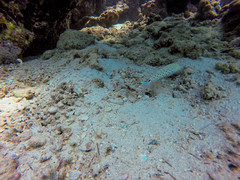 Parapercis hexophtalma