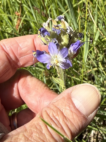 iNaturalist observation photo of western Jacob's ladder