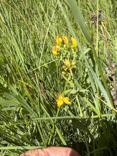 iNaturalist observation photo of Scouler's St. John's wort
